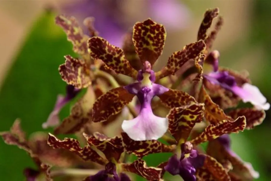 Lá và giả hành Lan Vũ Nữ bị thối do dư thừa độ ẩm