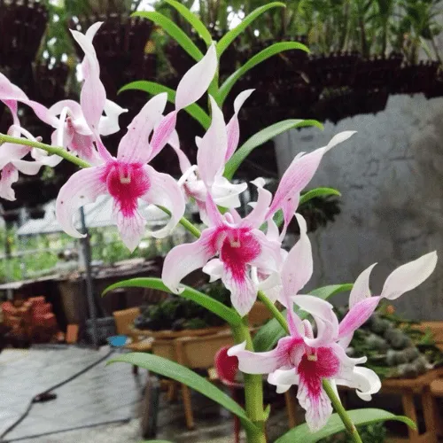 Dendro mười bích