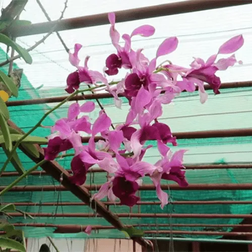 Hoa lan dendro nắng hồng