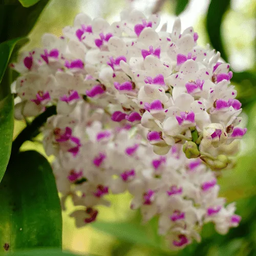 Lan Hải Yến được tưới nước đúng cách