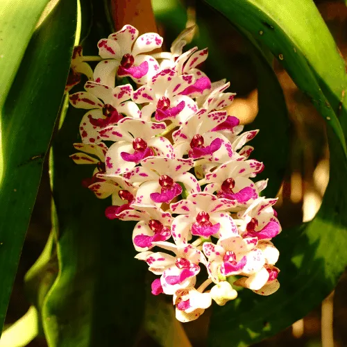 Tăng cường dinh dưỡng cho lan Hải Yến bằng phân bón hữu cơ