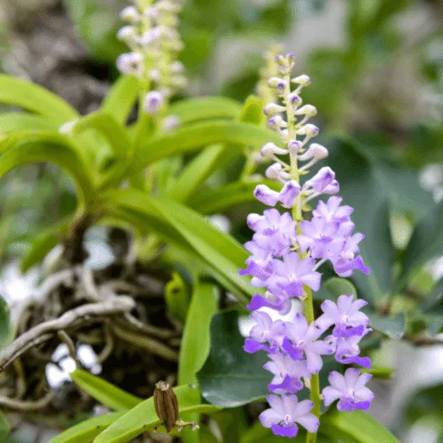 Lan Hải Yến đang ra hoa ghép trên khúc gỗ