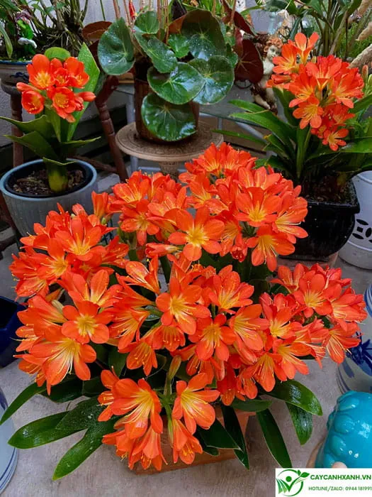 Hoa Lan Quân Tử màu cam rực rỡ nở vào mùa xuân