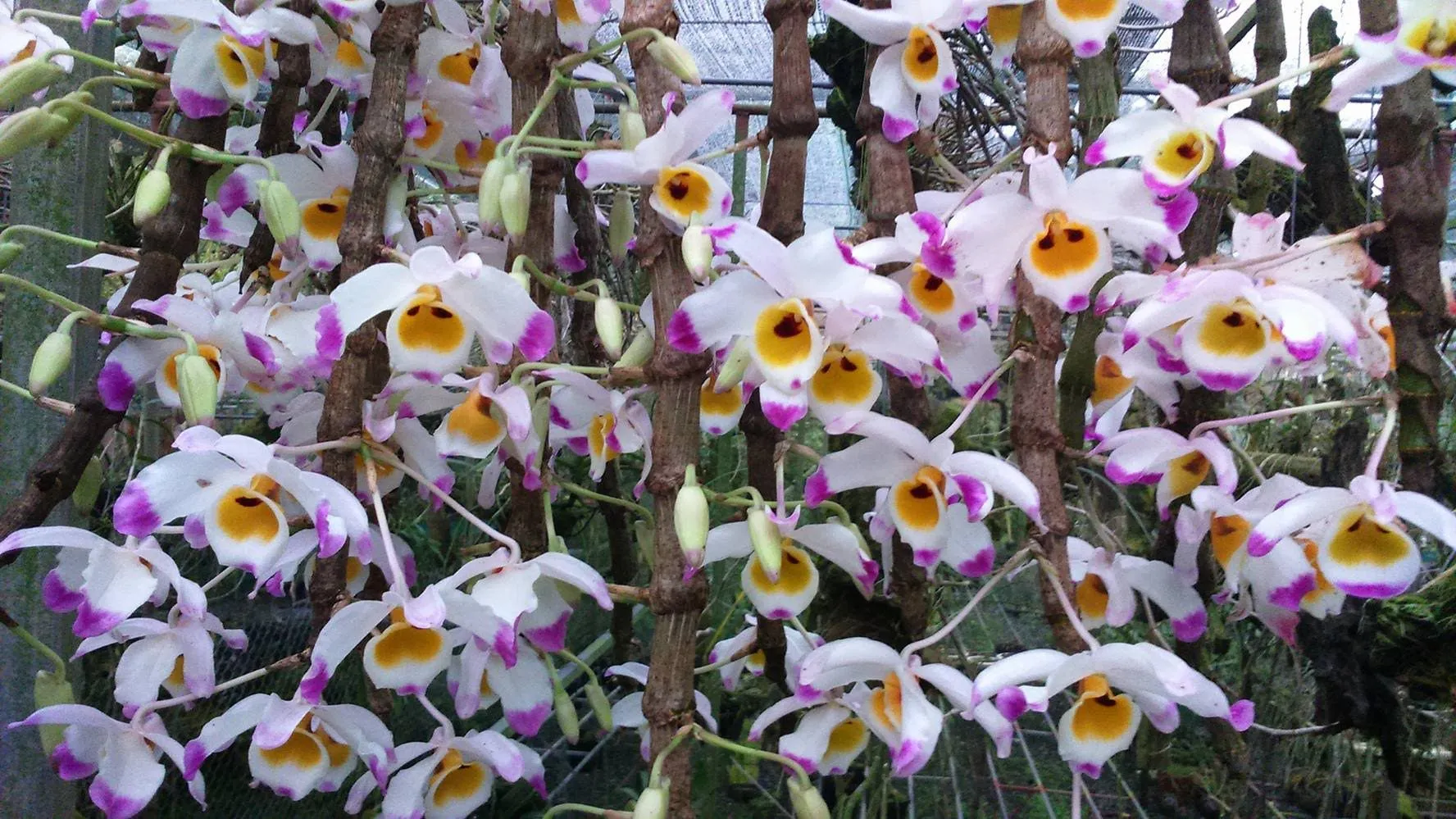 Rễ lan rừng bám chắc vào giá thể, thể hiện khả năng hấp thụ ẩm từ không khí