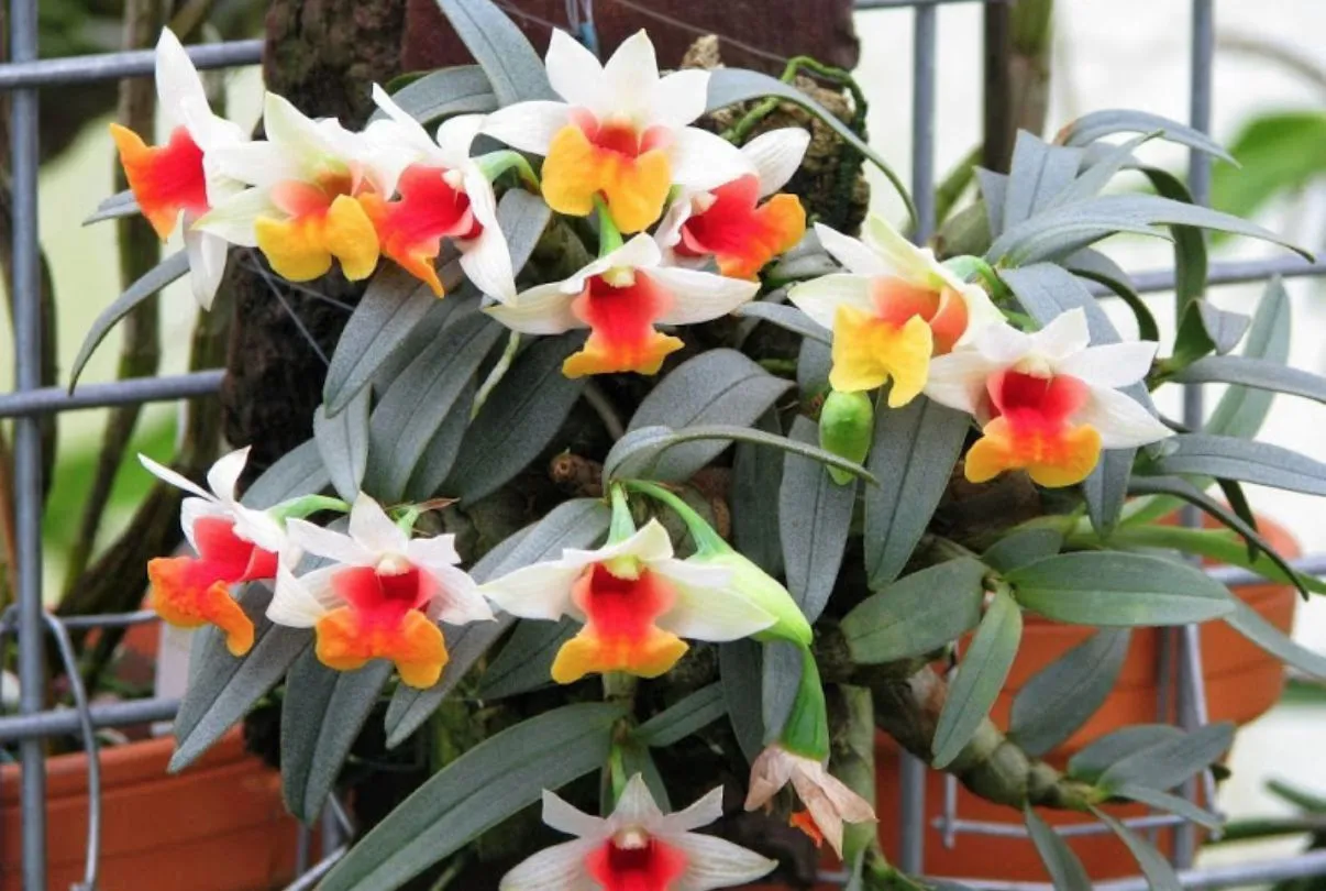 Hoa Lan Rừng đang nở rộ, thể hiện vẻ đẹp quý phái và sự đa dạng màu sắc