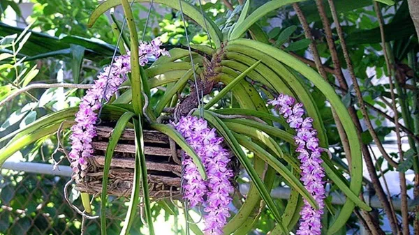 Chùm hoa lan sóc lào màu trắng tím nở rộ và tỏa hương thơm