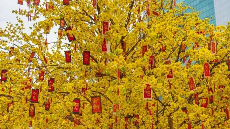 Nguồn gốc và lịch sử của cây mai vàng Việt Nam