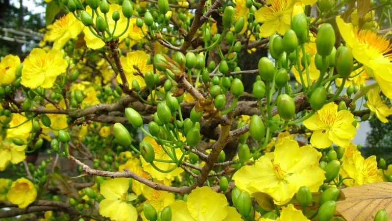 Đặc điểm sinh học quan trọng của cây mai vàng