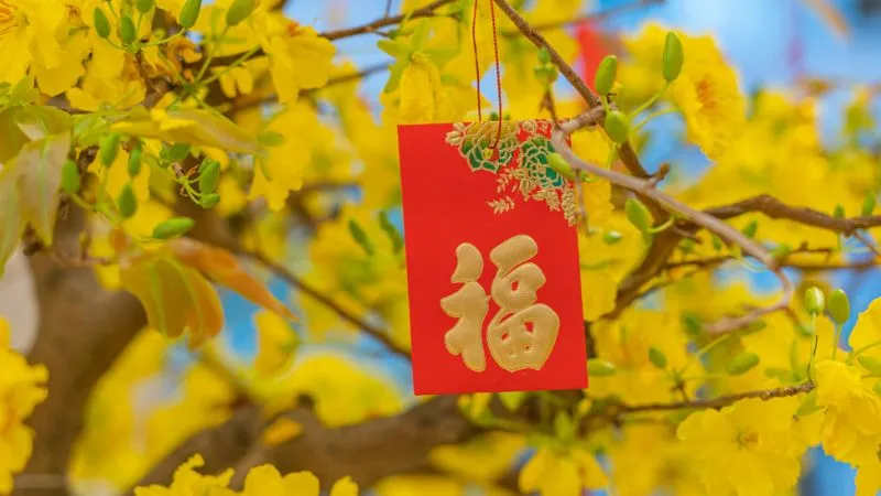 Ý nghĩa hoa mai vàng trong văn hóa ngày Tết Việt