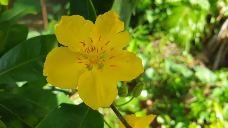 Các loại mai vàng phổ biến: mai 5 cánh truyền thống