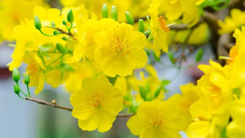 Kỹ thuật cách trồng và chăm sóc mai vàng nhiều cánh