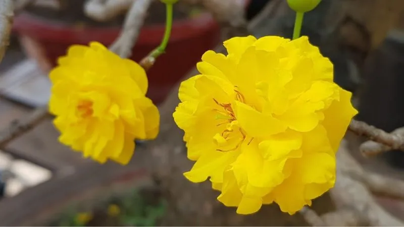 Phân loại và cách trồng và chăm sóc mai vàng đa dạng