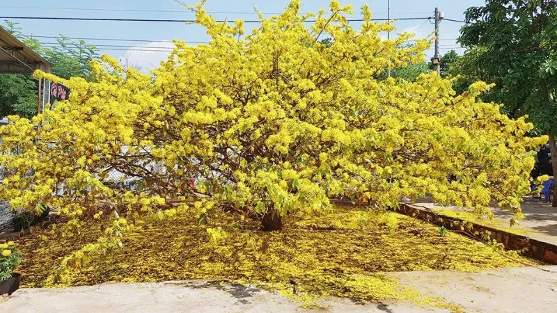 Hướng dẫn cách trồng và chăm sóc mai vàng cơ bản và nâng cao