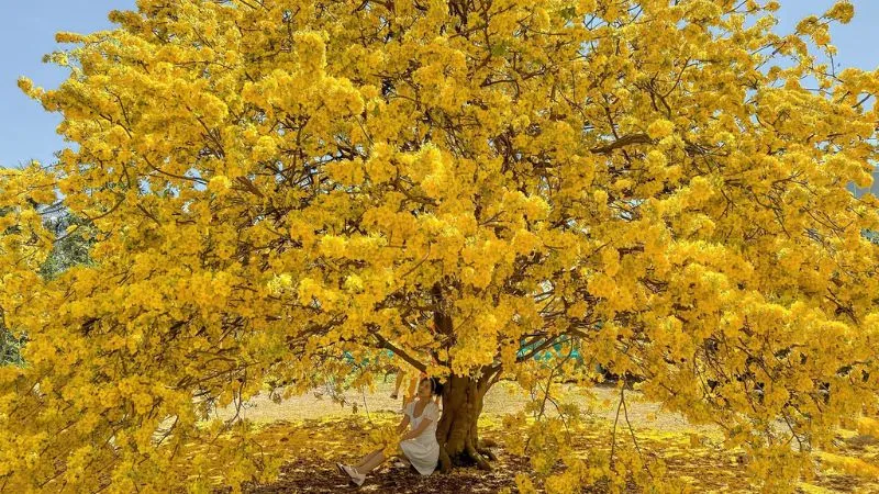 Chăm sóc mai lão 60 năm tuổi: kỹ thuật bón phân