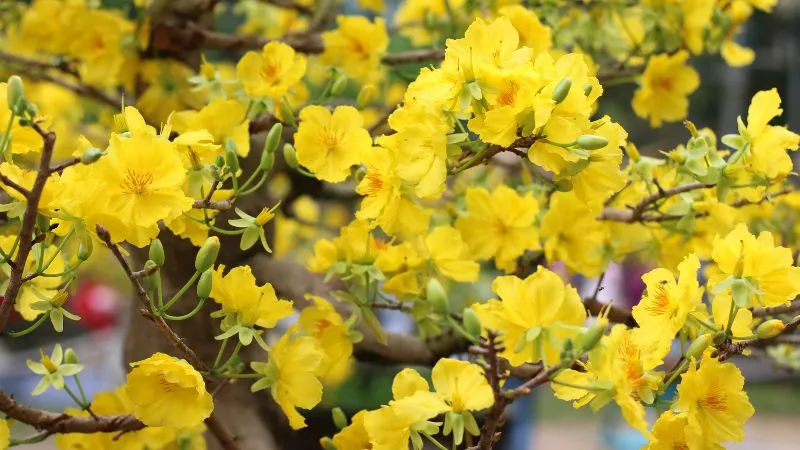 Cách trồng và chăm sóc mai vàng để cây ra hoa đều