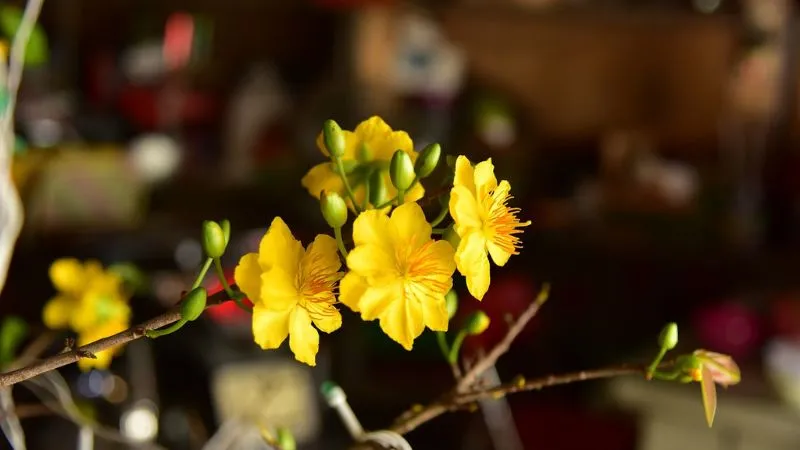 Sơ đồ cách trồng và chăm sóc mai vàng cơ bản