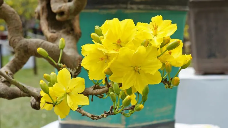 Tăng cường sức sống cho cây mai vàng đón Tết