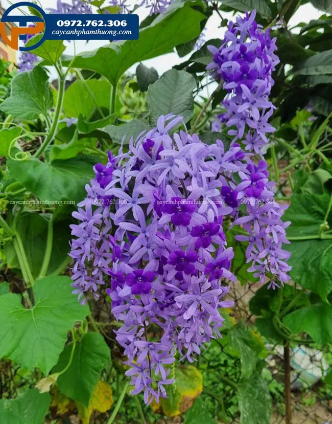 Hoa mai xanh thái đẹp