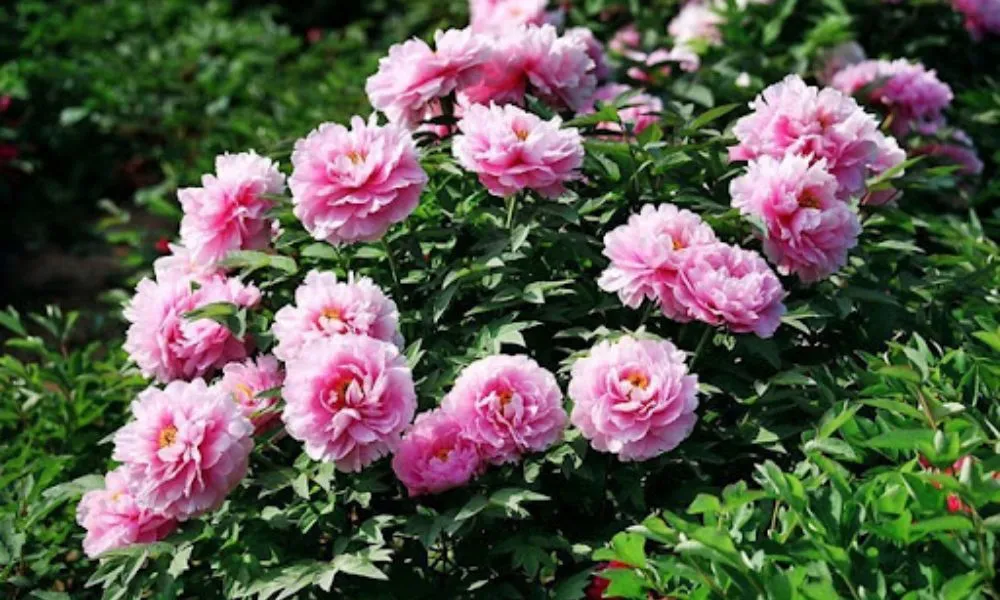 Tím hiếu về hoa mẫu đơn (Peony) và đặc điểm sinh học nổi bật