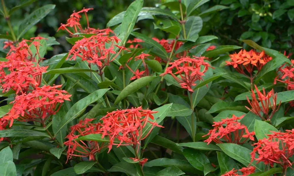 Hoa mẫu đơn đỏ, biểu tượng của sự quyến rũ và chung thủy vẹn tròn hạnh phúc