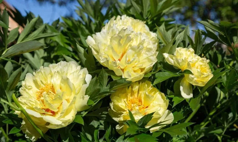 Hoa mẫu đơn vàng, là tinh thần bất khuất vươn lên trước khó khăn