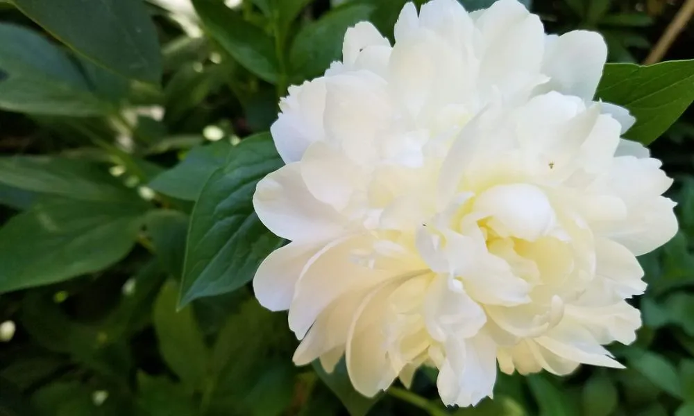 Hoa mẫu đơn trắng, đại diện cho tính chân thành và thuần khiết tinh tế