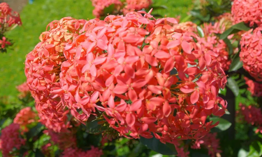 Hoa mẫu đơn có rất nhiều ý nghĩa trong cuộc sống và thường được trồng làm cảnh