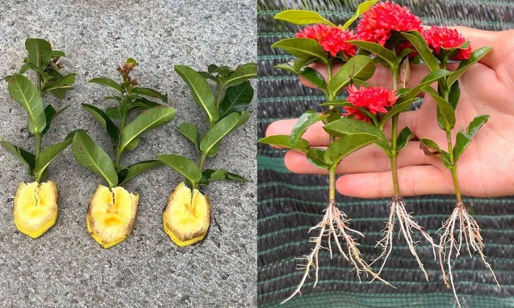 Cách trồng hoa mẫu đơn đúng kỹ thuật và chuẩn bị đất trồng