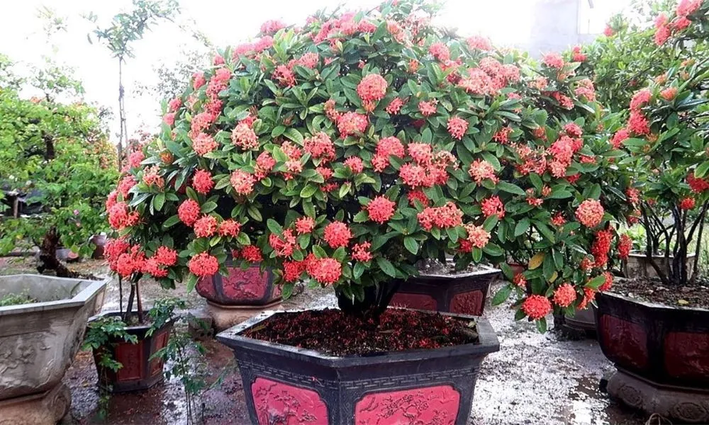 Cách chăm sóc hoa mẫu đơn bao gồm bón phân, tưới nước và phòng trừ sâu bệnh