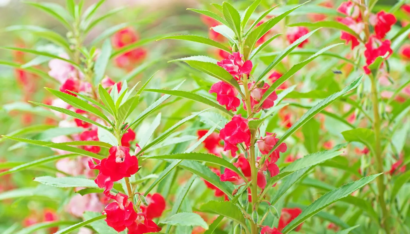 Cách Trồng Khoai Lang Lấy Củ Tại Nhà: Hướng Dẫn Toàn Diện Từ A Đến Z