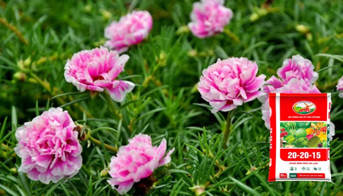 Phân bón NPK và phân hữu cơ được sử dụng để bón cho hoa mười giờ