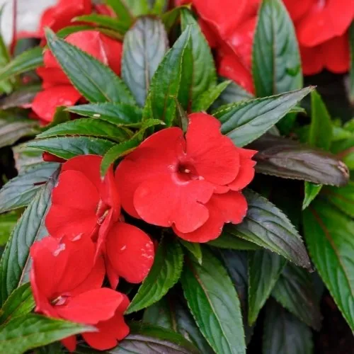 Hoa Ngọc Thảo Rực Rỡ Với Nhiều Màu Sắc Đa Dạng