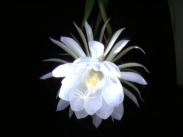 Hoa quỳnh giao trắng muốt nở rộ vào ban đêm, thể hiện vẻ đẹp thanh khiết của giống Epiphyllum