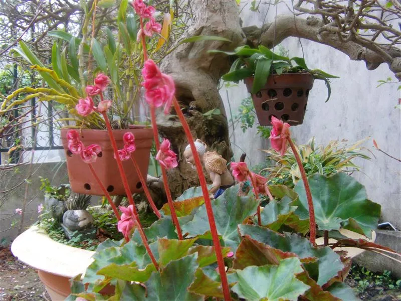 Hoa sen cạn có kỹ thuật trồng cây không khó