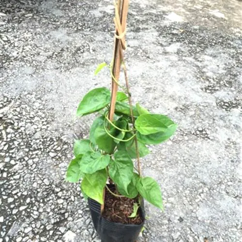 Cây thiên lý giống đang được chăm sóc