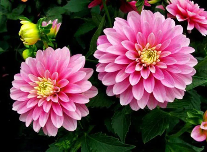 Sau 2 lần bấm ngọn từ 1 cây mẹ ban đầu sẽ cho ra từ 9 đến 15 ngọn có thể cắt đem giâm