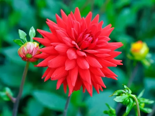 Chọn những cành giâm bánh tẻ, không quá già, không quá non