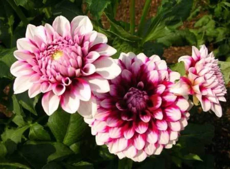 Khi chuẩn bị ra nụ thì phải chú ý đưa cây vào chỗ tối, nơi có nhiệt độ thấp để cho cây tiện ra hoa.