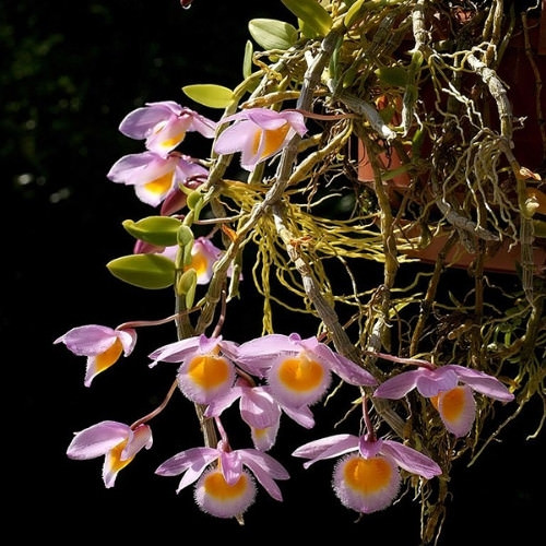 Kỹ Thuật Trồng Và Chăm Sóc Lan Hoàng Thảo Nghệ Tâm Chi Tiết