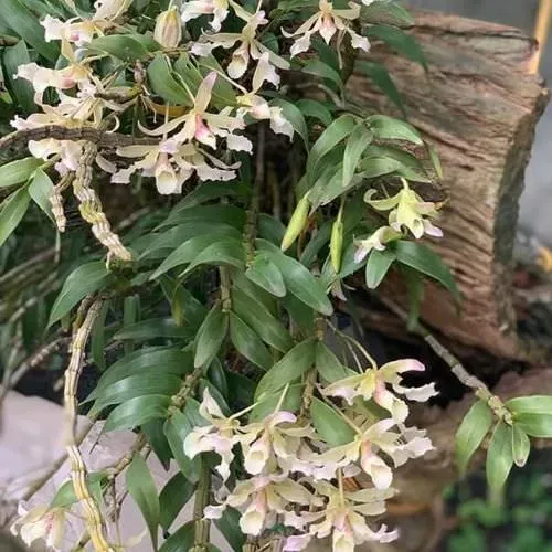 Hoa hoàng thảo xoắn nở rộ, chi tiết về cách trồng hoàng thảo xoắn