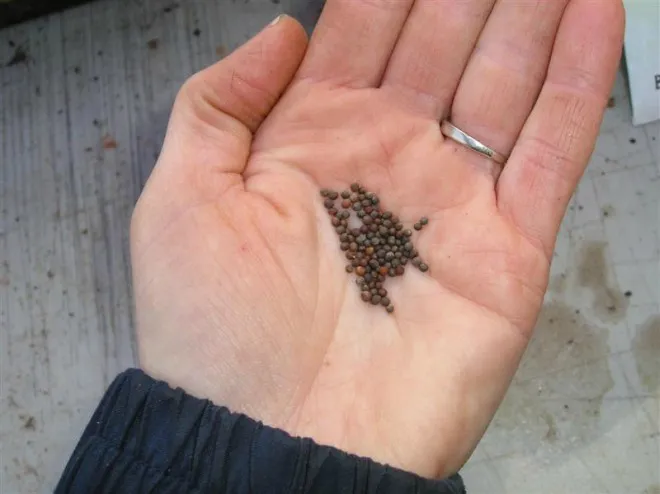 Hạt giống bắp cải đang được ươm trong khay chuyên dụng