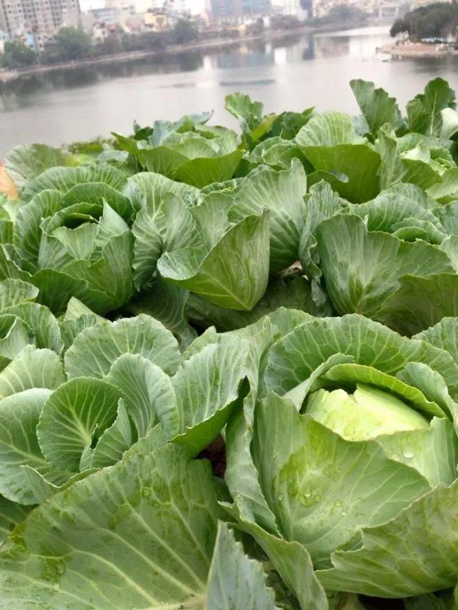 Thùng xốp trồng bắp cải đã phát triển lớn và xòe lá