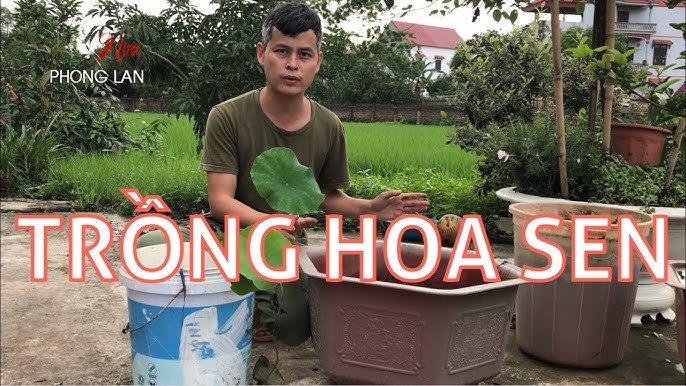 Cách Trồng Và Chăm Sóc Hoa Sen Trong Chậu Đúng Kỹ Thuật Cho Người Mới