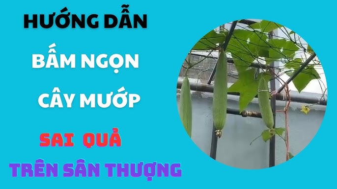 Hướng Dẫn Chi Tiết Cách Trồng Rau Đay Trong Thùng Xốp Đơn Giản, Hiệu Quả