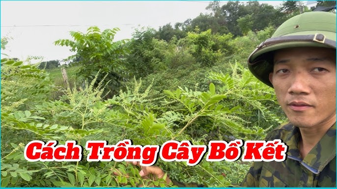 Cách Trồng Hẹ Tây Tại Nhà: Hướng Dẫn Chi Tiết Từ A Đến Z Cho Người Mới Bắt Đầu