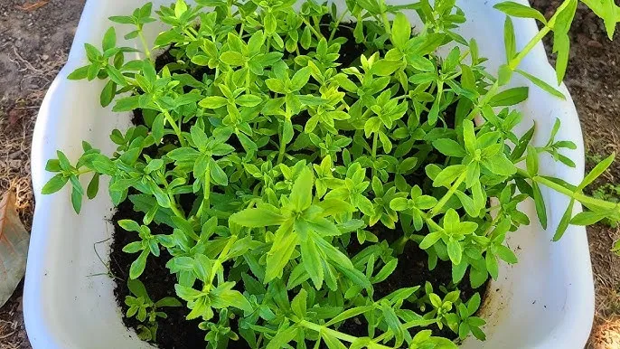 Mô hình trồng các loại rau ăn lá trong chậu nhựa hình chữ nhật trên sân thượng, áp dụng kỹ thuật cách trồng rau bằng chậu nhựa.