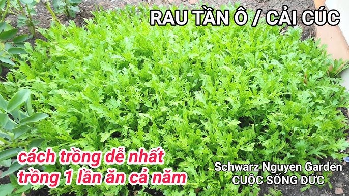 Cách Trồng Rau Mầm Cải Ngọt Đạt Năng Suất Cao Ngay Tại Nhà