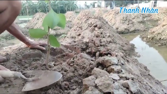 Kỹ Thuật Trồng Cây Sắn Dây Đạt Năng Suất Cao Cho Củ Siêu To