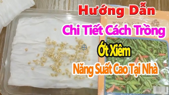 Kỹ Thuật Trồng Củ Sắn Chi Tiết Từ A Đến Z Cho Năng Suất Cao