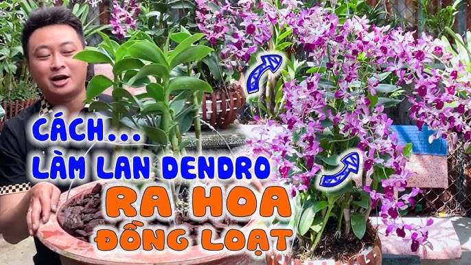Cách Trồng Lan Dendro Yaya Hiệu Quả: Hướng Dẫn Kỹ Thuật Chuyên Sâu Từ A-Z